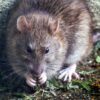 Pest Control
